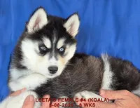 LEETA'S FEMALE #4, a female Siberian Husky for sale in Manilla, IA – Photo 1 of 10