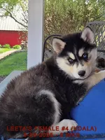 LEETA'S FEMALE #4, a female Siberian Husky for sale in Manilla, IA – Photo 2 of 10