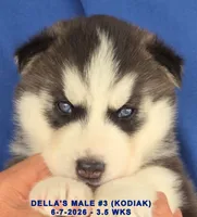 DELLA'S MALE #3, a male Siberian Husky for sale in Manilla, IA – 7 of 10