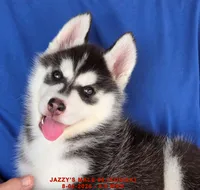JAZZY'S MALE #6, a male Siberian Husky for sale in Manilla, IA – 6 of 9