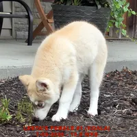 LEETA'S FEMALE #1, a female Siberian Husky for sale in Manilla, IA – 6 of 10