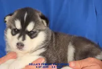 DELLA'S FEMALE #2, a female Siberian Husky for sale in Manilla, IA – 6 of 9