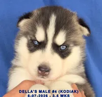 DELLA'S MALE #4, a male Siberian Husky for sale in Manilla, IA – 5 of 7