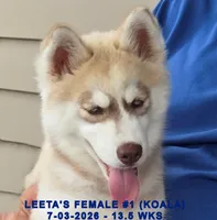 LEETA'S FEMALE #1, a female Siberian Husky for sale in Manilla, IA – 10 of 10