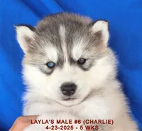 LAYLA'S MALE #6, a male Siberian Husky for sale in Manilla, IA – Photo 4 of 10