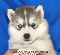 LAYLA'S MALE #6, a male Siberian Husky for sale in Manilla, IA – Photo 1 of 10