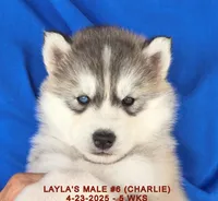 LAYLA'S MALE #6, a male Siberian Husky for sale in Manilla, IA – Photo 7 of 10