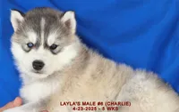 LAYLA'S MALE #6, a male Siberian Husky for sale in Manilla, IA – Photo 8 of 10