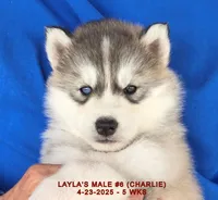 LAYLA'S MALE #6, a male Siberian Husky for sale in Manilla, IA – Photo 6 of 10