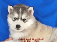 LAYLA'S MALE #6, a male Siberian Husky for sale in Manilla, IA – Photo 5 of 10