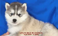 LAYLA'S MALE #6, a male Siberian Husky for sale in Manilla, IA – Photo 10 of 10