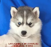LAYLA'S MALE #6, a male Siberian Husky for sale in Manilla, IA – Photo 3 of 10