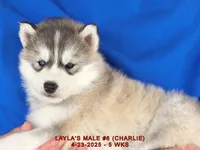 LAYLA'S MALE #6, a male Siberian Husky for sale in Manilla, IA – Photo 9 of 10