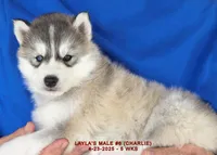 LAYLA'S MALE #6, a male Siberian Husky for sale in Manilla, IA – Photo 2 of 10