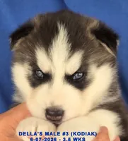 DELLA'S MALE #3, a male Siberian Husky for sale in Manilla, IA – 10 of 10