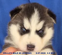 DELLA'S MALE #3, a male Siberian Husky for sale in Manilla, IA – 5 of 10