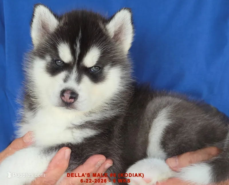DELLA'S MALE #5 – Siberian Husky puppy for sale in Manilla, IA