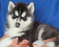 DELLA'S MALE #5, a male Siberian Husky for sale in Manilla, IA – 1 of 10