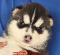 DELLA'S MALE #5, a male Siberian Husky for sale in Manilla, IA – 4 of 7