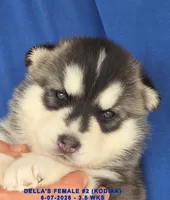 DELLA'S FEMALE #2, a female Siberian Husky for sale in Manilla, IA – 9 of 9