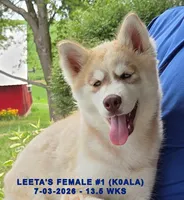 LEETA'S FEMALE #1, a female Siberian Husky for sale in Manilla, IA – 3 of 10