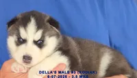 DELLA'S MALE #3, a male Siberian Husky for sale in Manilla, IA – 6 of 10