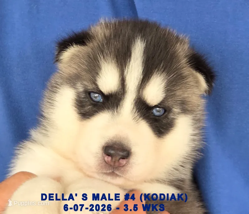 DELLA'S MALE #4 – Siberian Husky puppy for sale in Manilla, IA