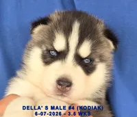 DELLA'S MALE #4, a male Siberian Husky for sale in Manilla, IA – 1 of 7