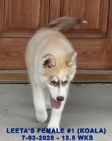 LEETA'S FEMALE #1, a female Siberian Husky for sale in Manilla, IA – 9 of 10