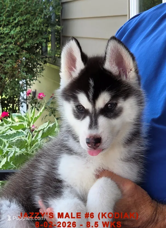 JAZZY'S MALE #6 – Siberian Husky puppy for sale in Manilla, IA