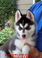 JAZZY'S MALE #6, a male Siberian Husky for sale in Manilla, IA – 1 of 9