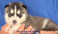 DELLA'S MALE #4, a male Siberian Husky for sale in Manilla, IA – 2 of 7