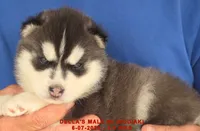DELLA'S MALE #5, a male Siberian Husky for sale in Manilla, IA – 3 of 7