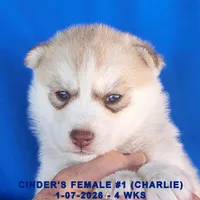 CINDER'S FEMALE #1, a female Siberian Husky for sale in Manilla, IA – Photo 4 of 8