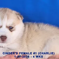 CINDER'S FEMALE #1, a female Siberian Husky for sale in Manilla, IA – Photo 3 of 8