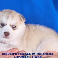 CINDER'S FEMALE #1, a female Siberian Husky for sale in Manilla, IA – Photo 1 of 8
