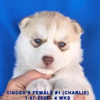 CINDER'S FEMALE #1, a female Siberian Husky for sale in Manilla, IA – Photo 2 of 8