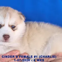 CINDER'S FEMALE #1, a female Siberian Husky for sale in Manilla, IA – Photo 8 of 8