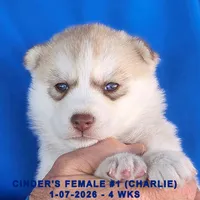 CINDER'S FEMALE #1, a female Siberian Husky for sale in Manilla, IA – Photo 5 of 8