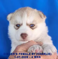 processed/c5da8ec5-314b-49ae-8eda-ad786f99f54f/listing/ab43bcee-dcdd-4bfc-8950-ba3e0067f67d/a241f18b-dae6-4d4b-9ea3-38cd5b23dabc