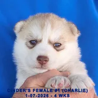 CINDER'S FEMALE #1, a female Siberian Husky for sale in Manilla, IA – Photo 6 of 8