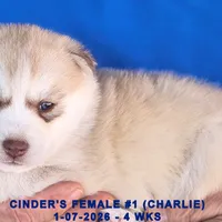 CINDER'S FEMALE #1, a female Siberian Husky for sale in Manilla, IA – Photo 7 of 8