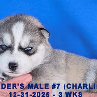 CINDER'S MALE #7, a male Siberian Husky for sale in Manilla, IA – Photo 3 of 7