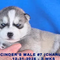 CINDER'S MALE #7, a male Siberian Husky for sale in Manilla, IA – Photo 6 of 7
