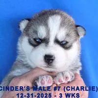 CINDER'S MALE #7, a male Siberian Husky for sale in Manilla, IA – Photo 5 of 7