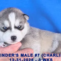 CINDER'S MALE #7, a male Siberian Husky for sale in Manilla, IA – Photo 4 of 7