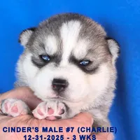 CINDER'S MALE #7, a male Siberian Husky for sale in Manilla, IA – Photo 7 of 7