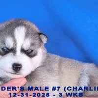 CINDER'S MALE #7, a male Siberian Husky for sale in Manilla, IA – Photo 1 of 7
