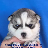 CINDER'S MALE #7, a male Siberian Husky for sale in Manilla, IA – Photo 2 of 7