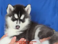 DELLA'S MALE #5, a male Siberian Husky for sale in Manilla, IA – 10 of 10